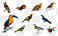 Vintage bird png set, remix from artworks by Charles Dessalines D&#39;orbigny