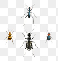 Vintage bug png set, remix from artworks by Charles Dessalines D'orbigny