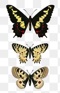 Vintage butterflies and moths png set, remix from artworks by Charles Dessalines D'orbigny