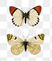 Vintage butterflies and moths png set, remix from artworks by Charles Dessalines D'orbigny