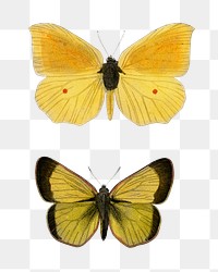 Vintage yellow butterflies png, remix from artworks by Charles Dessalines D'orbigny