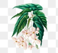 Hand drawn png begonia flower, remix from artworks by Charles Dessalines D'orbigny