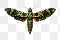 Vintage Oleander hawk moth png, remix from artworks by Charles Dessalines D'orbigny