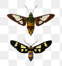 Vintage butterflies and moths png set, remix from artworks by Charles Dessalines D'orbigny