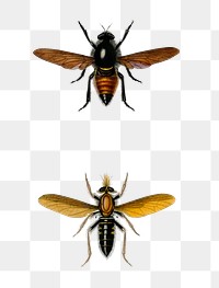 Vintage insect png set, remix from artworks by Charles Dessalines D'orbigny