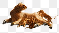 Vintage lion family png wild animal, remix from artworks by Charles Dessalines D'orbigny