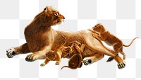 Vintage lion family png wild animal, remix from artworks by Charles Dessalines D&#39;orbigny