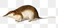 vintage shrew png wild animal, remix from artworks by Charles Dessalines D&#39;orbigny