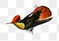 Vintage tufted coquette bird png, remix from artworks by Charles Dessalines D&#39;orbigny