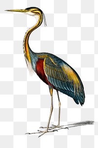 Vintage purple heron png, remix from artworks by Charles Dessalines D'orbigny