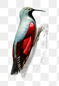 Vintage wood nuthatch bird png, remix from artworks by Charles Dessalines D'orbigny