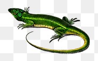 Vintage iguana png reptile animal, remix from artworks by Charles Dessalines D&#39;orbigny