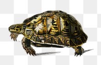 Vintage png tortoise reptile animal, remix from artworks by Charles Dessalines D&#39;orbigny