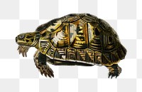 Vintage png tortoise reptile animal, remix from artworks by Charles Dessalines D&#39;orbigny