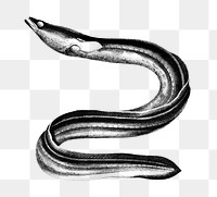 Vintage eel png fish, remix from artworks by Charles Dessalines D'orbigny