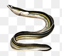 Vintage eel png fish, remix from artworks by Charles Dessalines D&#39;orbigny