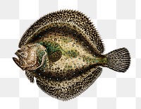 Vintage turbot png fish, remix from artworks by Charles Dessalines D&#39;orbigny