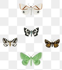 Vintage butterflies and moths png set, remix from artworks by Charles Dessalines D&#39;orbigny