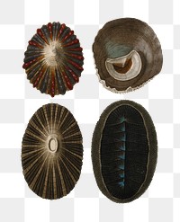 Png hand drawn sea snail shell, remix from artworks by Charles Dessalines D&#39;orbigny