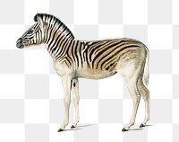 Vintage mountain zebra png wild animal, remix from artworks by Charles Dessalines D'orbigny