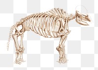 Mammoth skeleton png extinct animal, remix from artworks by Charles Dessalines D&#39;orbigny