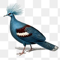 Vintage goura bird png, remix from artworks by Charles Dessalines D'orbigny