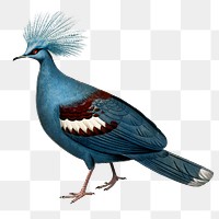 Vintage goura bird png, remix from artworks by Charles Dessalines D&#39;orbigny