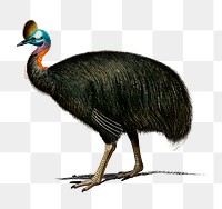 Vintage casoar à casque bird png, remix from artworks by Charles Dessalines D'orbigny