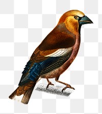 Vintage hawfinch bird png, remix from artworks by Charles Dessalines D&#39;orbigny