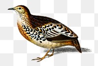 Vintage buttonquail  bird png, remix from artworks by Charles Dessalines D'orbigny