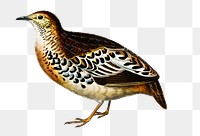 Vintage buttonquail  bird png, remix from artworks by Charles Dessalines D&#39;orbigny