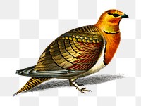 Vintage pin-tailed sandgrouse bird png, remix from artworks by Charles Dessalines D'orbigny