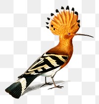Vintage huppe commune bird png, remix from artworks by Charles Dessalines D&#39;orbigny