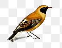 Vintage russet wheatear bird png, remix from artworks by Charles Dessalines D&#39;orbigny