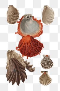 Hand drawn bivalve mollusk png set, remix from artworks by Charles Dessalines D'orbigny