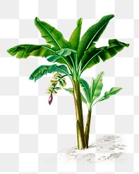 Hand drawn png banana tree, remix from artworks by Charles Dessalines D&#39;orbigny
