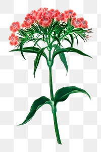 Vintage png sweet william flower, remix from artworks by Charles Dessalines D'orbigny