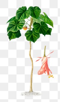 Wallich's glorybower png flower, remix from artworks by Charles Dessalines D'orbigny