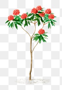 Rhododendron arboreum png red flower, remix from artworks by Charles Dessalines D&#39;orbigny