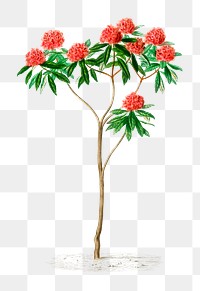 Rhododendron arboreum png red flower, remix from artworks by Charles Dessalines D'orbigny