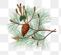 Martime pine png branch, remix from artworks by Charles Dessalines D'orbigny