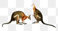 Vintage red kangaroo png animal, remix from artworks by Charles Dessalines D&#39;orbigny