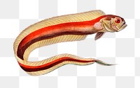 Vintage red bandfish png, remix from artworks by Charles Dessalines D&#39;orbigny
