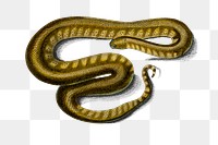 Vintage elephant trunk snake png reptile, remix from artworks by Charles Dessalines D&#39;orbigny