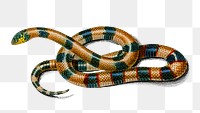 Vintage coral snake png reptile, remix from artworks by Charles Dessalines D'orbigny