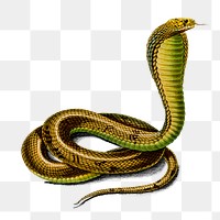Vintage Egyptian cobra png snake reptile, remix from artworks by Charles Dessalines D&#39;orbigny
