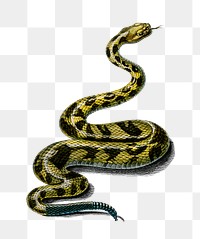 Vintage rattlesnake png reptile hand drawn, remix from artworks by Charles Dessalines D'orbigny