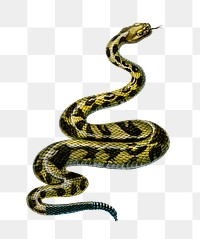 Vintage rattlesnake png reptile hand drawn, remix from artworks by Charles Dessalines D&#39;orbigny