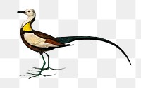 Vintage pheasant tailed jacana bird png, remix from artworks by Charles Dessalines D&#39;orbigny