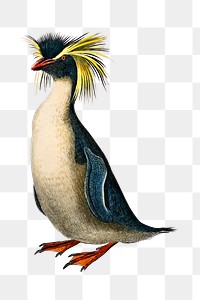 Vintage rockhopper penguin bird png, remix from artworks by Charles Dessalines D&#39;orbigny